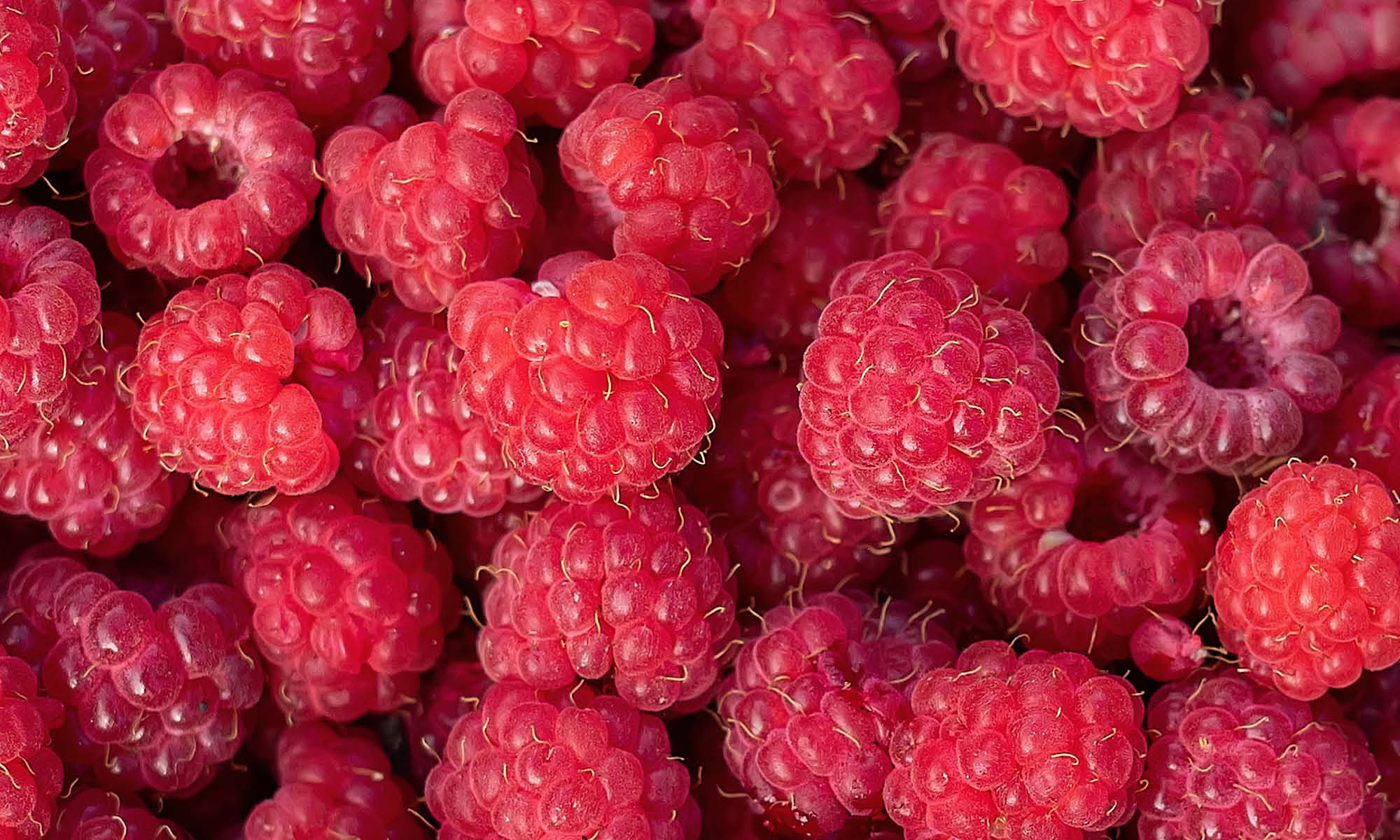 Viele frische, makellose fruchtige und rosarote Himbeeren 