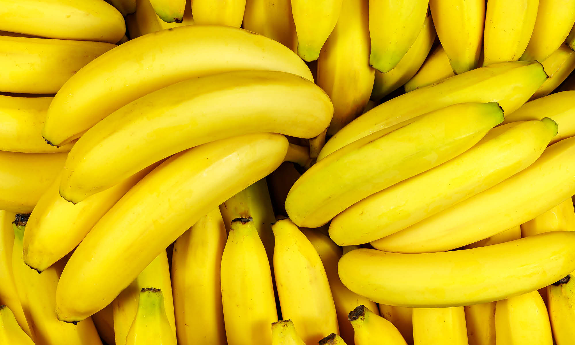 Nahaufnahme mehrerer frischer gelber Bananen in Bündeln 