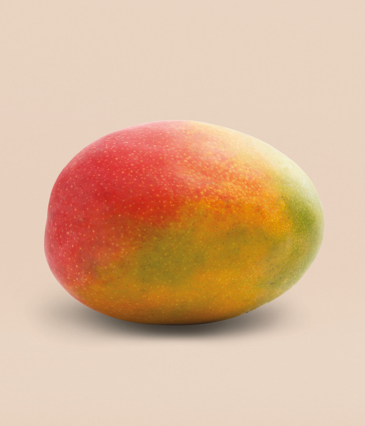 Frische, reife, saftige Mango Frucht in gelblicher Farbe mit orange gefärbter Schale 