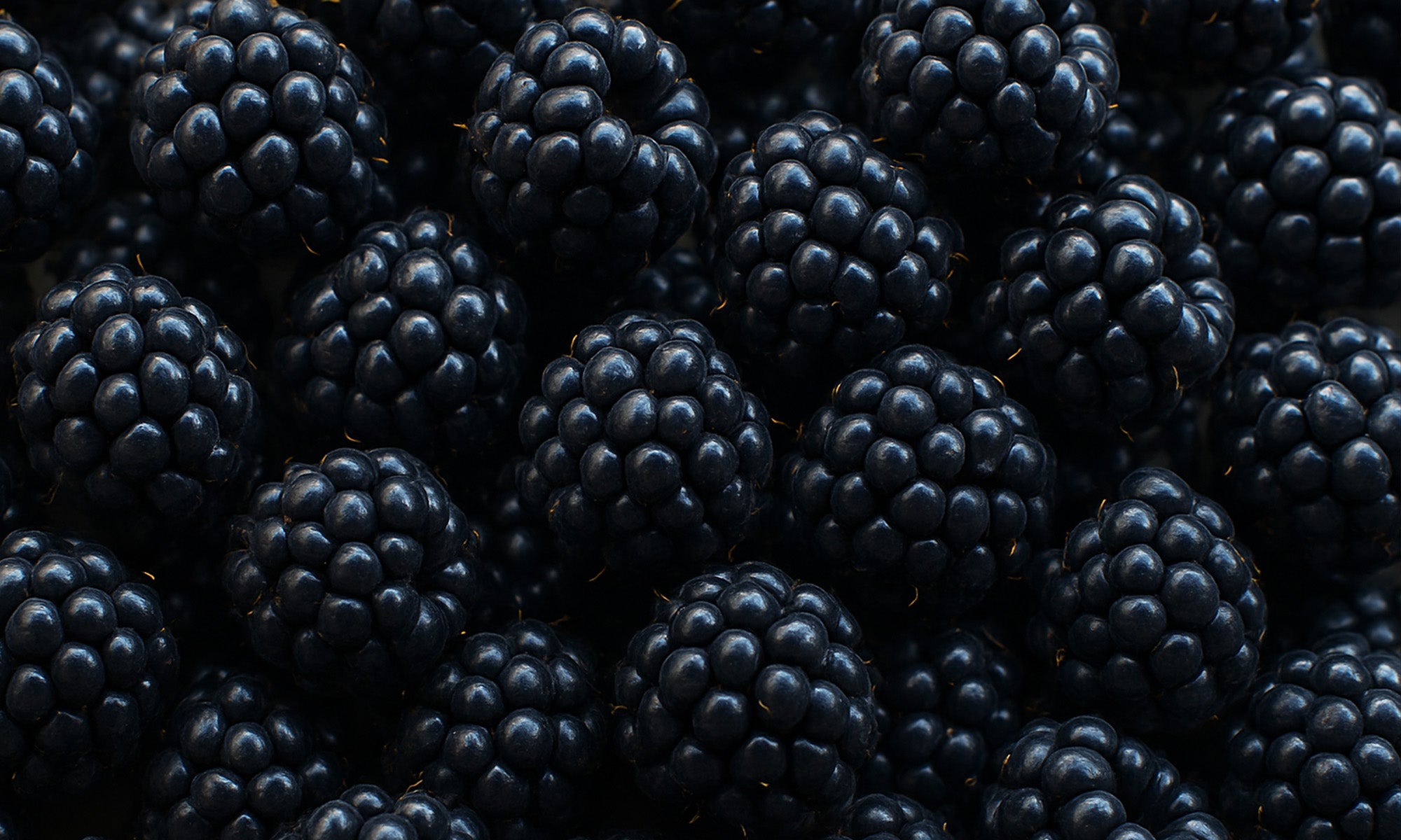 Viele frische dunkelblaue und glaenzende Brombeeren liegen auf und nebeneinander , Nahaufnahme der Brombeeren